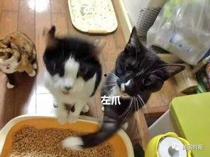 猫咪吃瓜最新事件,揭秘宠物界的“瓜王”传奇 第2张 猫咪吃瓜最新事件,揭秘宠物界的“瓜王”传奇 第2张